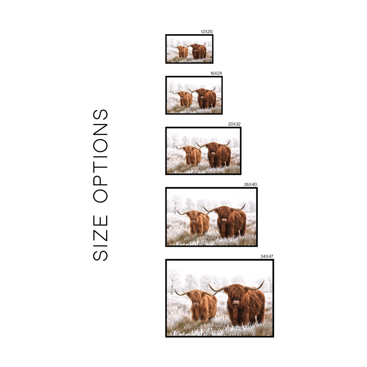 Scottish Highlanders In Snow | W78