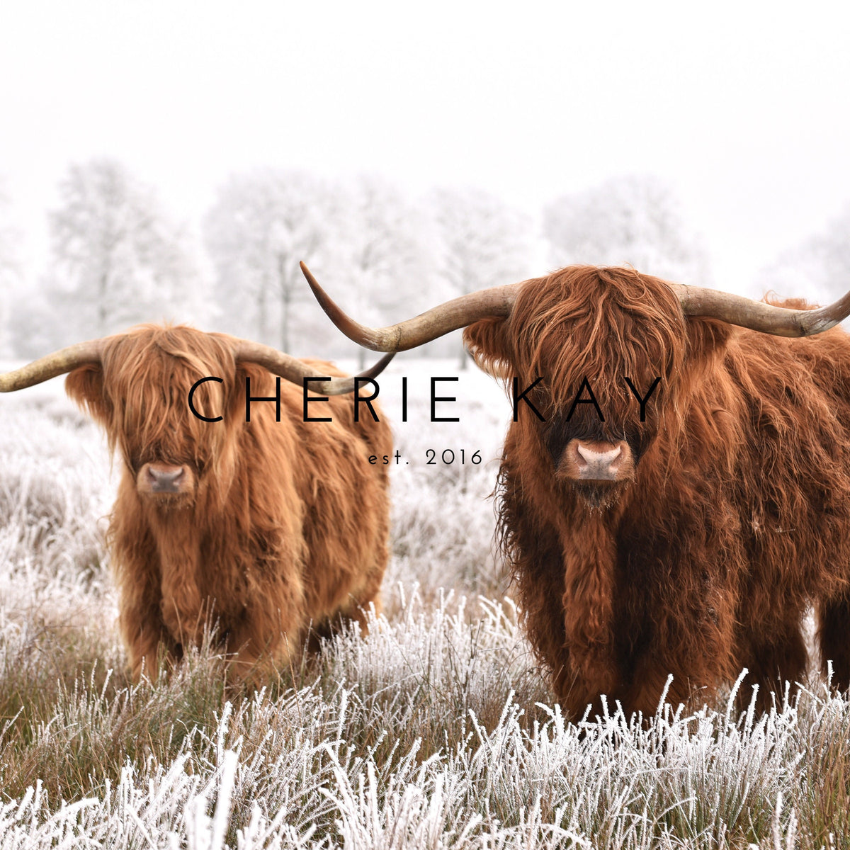 Scottish Highlanders In Snow | W78