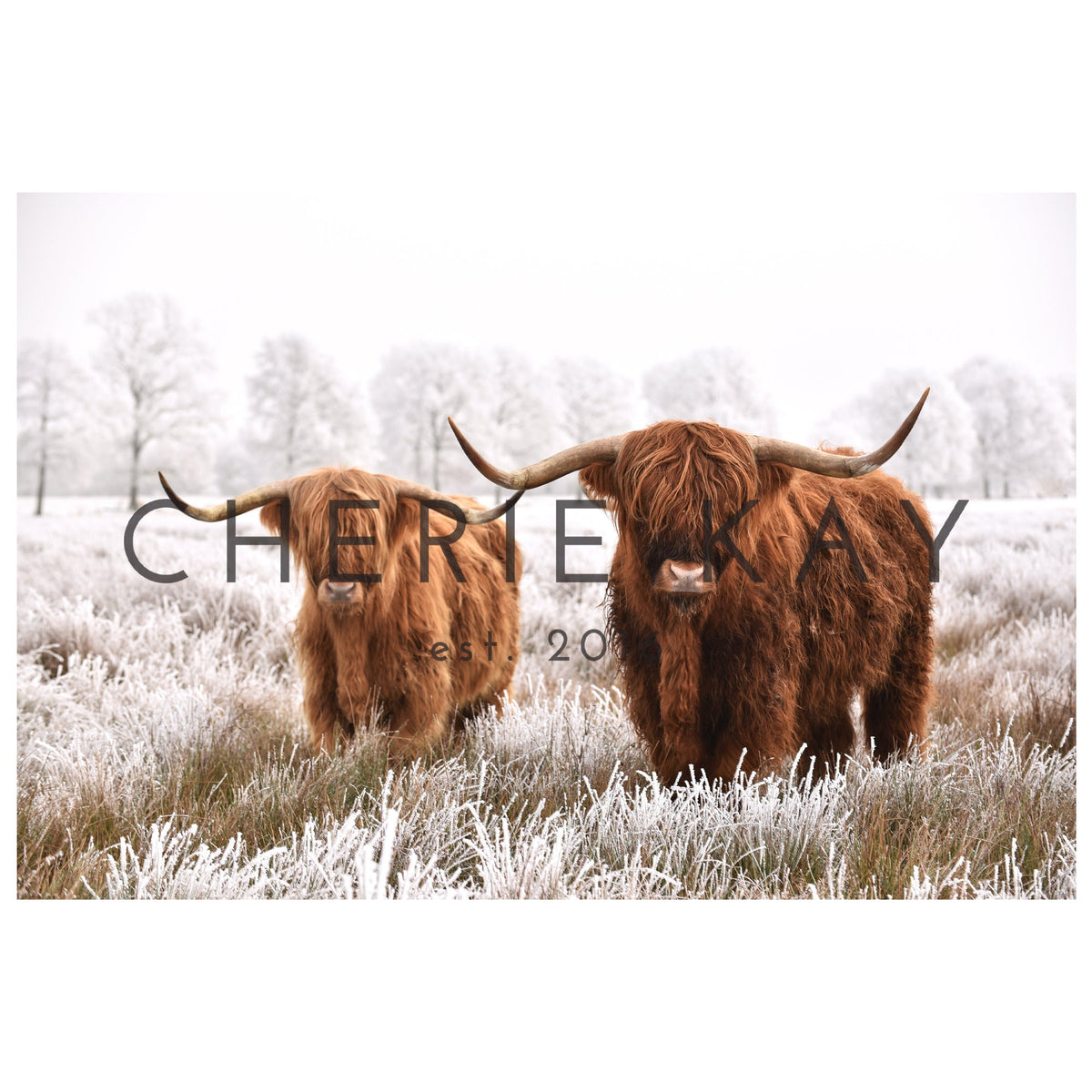 Scottish Highlanders In Snow | W78