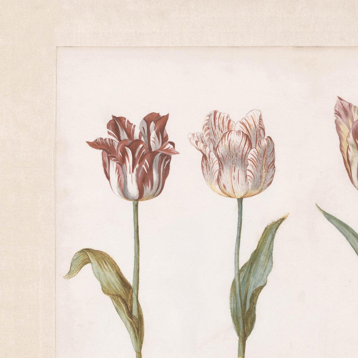 Vintage Botanical Print | Framed Tulip Canvas Art | Antique Gold Floral Wall Decor | N27