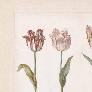 Vintage Botanical Print | Framed Tulip Canvas Art | Antique Gold Floral Wall Decor | N27