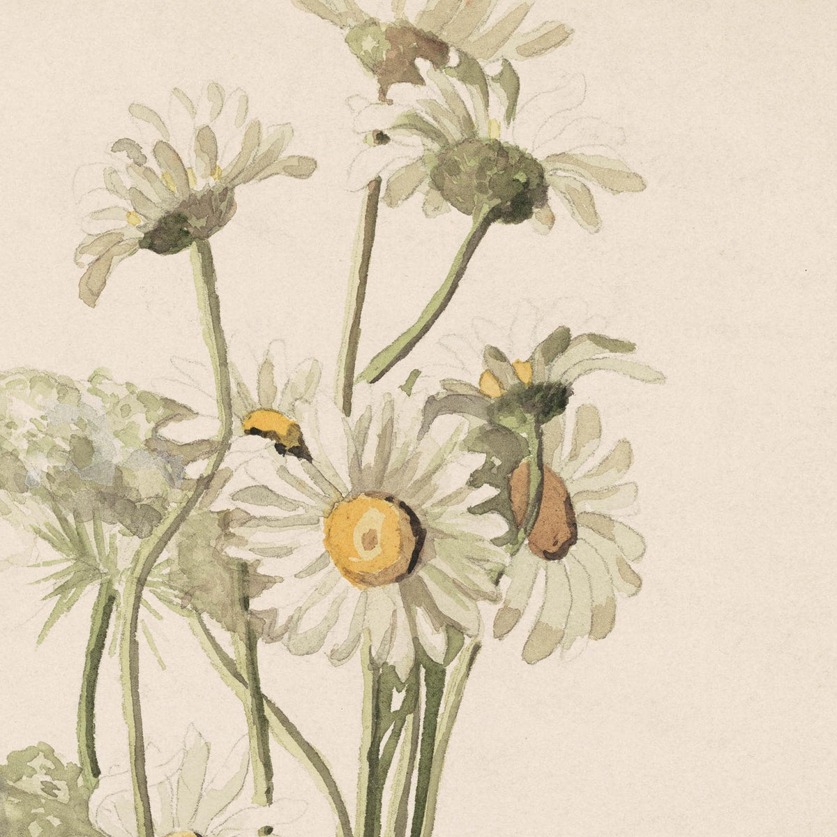 Daisy Wall Decor | Watercolor Flower Painting | Gold Framed Floral Still Life | N218