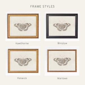 Framed Butterfly Art | Vintage Drawing Canvas Print | Antique Gold Wall Decor | N112