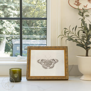 Framed Butterfly Art | Vintage Drawing Canvas Print | Antique Gold Wall Decor | N112