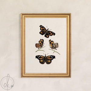Framed Butterfly Art | Vintage Butterfly Print | Kitchen Wall Decor | N141