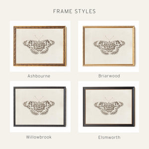 Framed Butterfly Art | Vintage Drawing Canvas Print | Antique Gold Wall Decor | N112