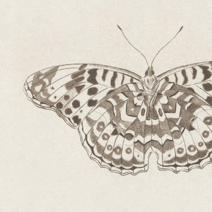 Framed Butterfly Art | Vintage Drawing Canvas Print | Antique Gold Wall Decor | N112