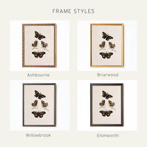 Framed Butterfly Art | Vintage Butterfly Print | Kitchen Wall Decor | N141