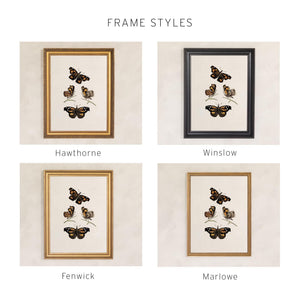 Framed Butterfly Art | Vintage Butterfly Print | Kitchen Wall Decor | N141