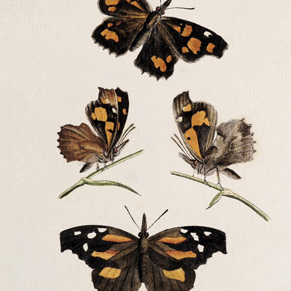 Framed Butterfly Art | Vintage Butterfly Print | Kitchen Wall Decor | N141