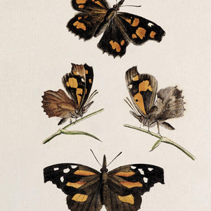 Framed Butterfly Art | Vintage Butterfly Print | Kitchen Wall Decor | N141