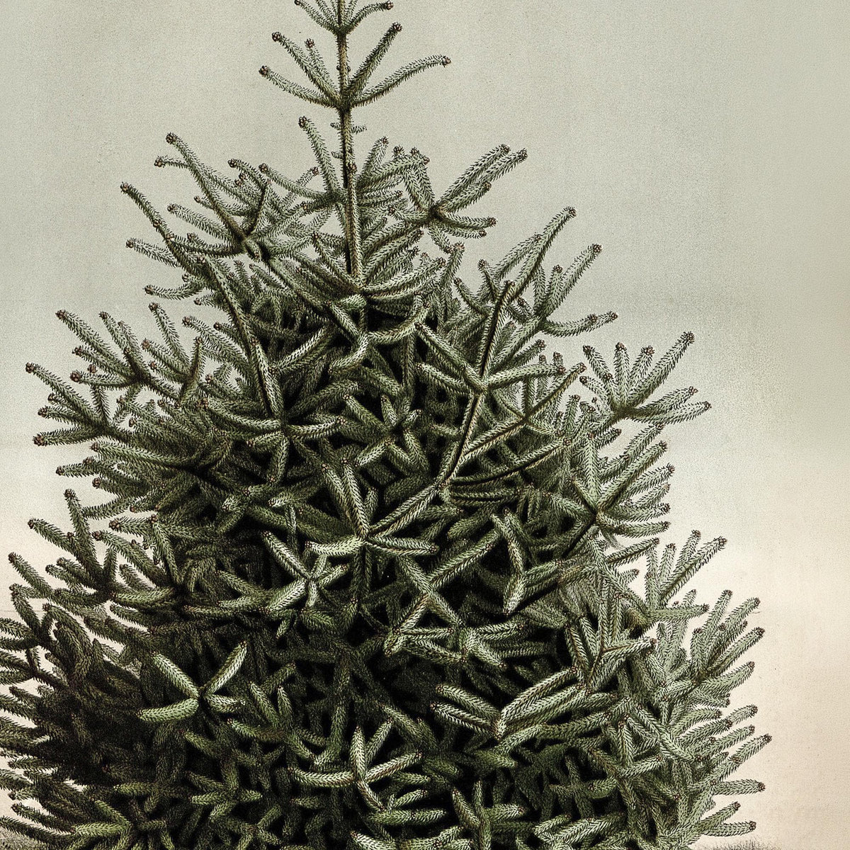 Christmas Tree Artwork | Vintage Snowy Evergreen Painting | Large Gold Framed Canvas Print | N160