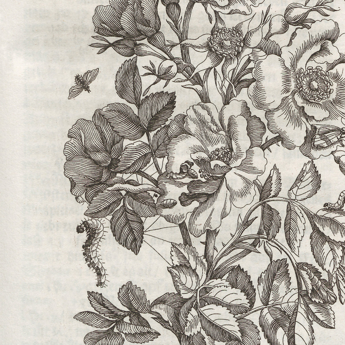 Vintage Flower Print | Framed Black & White Botanical Wall Art | N109