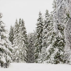 Winter Pines