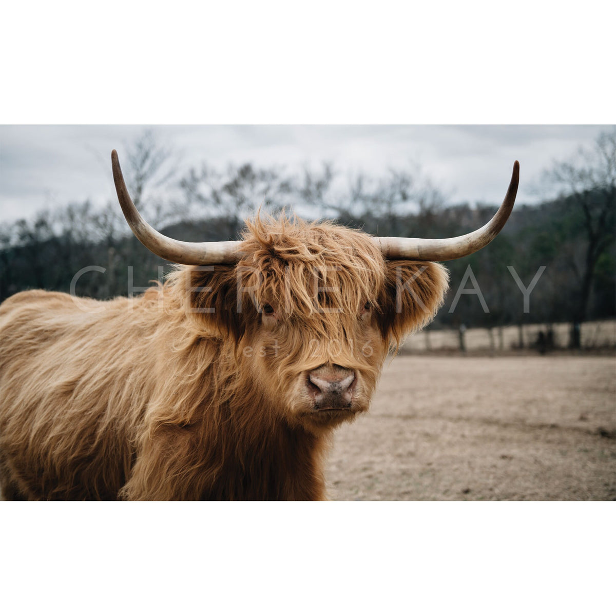 Scottish Highland Cow | Nursery Decor | Animal Wall Art | Framed Wall Art | Living Room Wall Decor | Bedroom Decor