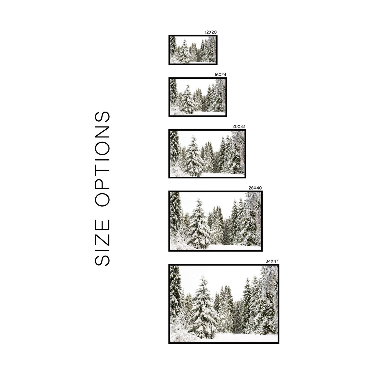 Winter Pines | W83